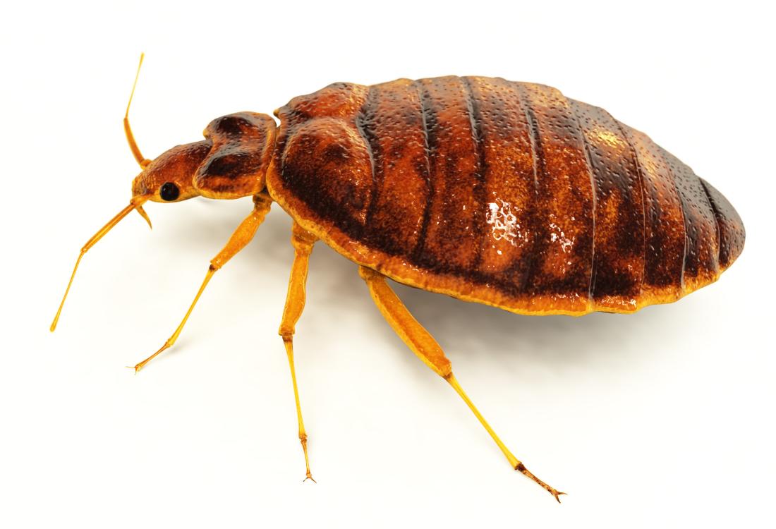 Same-Day Affordable Bed Bug Treatment Near You